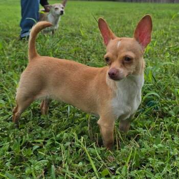 Mimi -  Chihuahua Dog for Adoption in Boise, Idaho - Mimi | PetCurious
