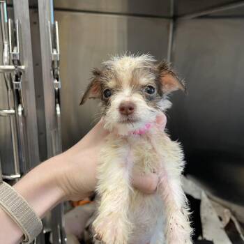 Pickled Onion -  Chihuahua Dog for Adoption in Austin, Texas - Pickled Onion | PetCurious