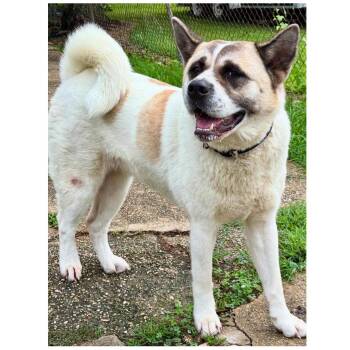 Rescue Akita Dogs for Adoption in New Orleans, Louisiana - Maizie (Benefactor Dog) | PetCurious