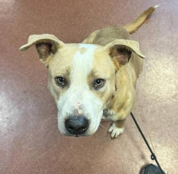 Pit Bull Terrier Dogs Available for Adoption - Brian | PetCurious