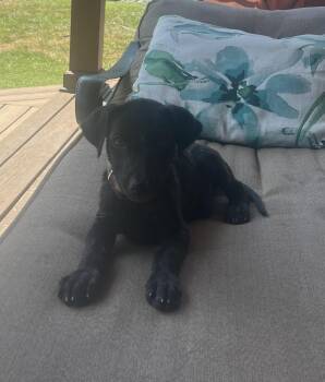 Remi -  Weimaraner and German Shepherd Dog Dog for Adoption - Remi | PetCurious