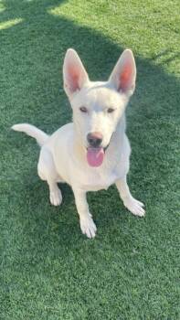 Husky Dogs Available for Adoption in San Diego, California - Snowy | PetCurious