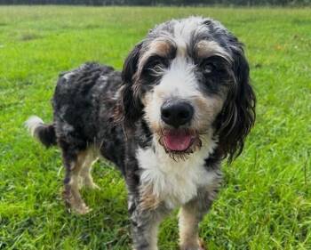 Noelle -  Bernese Mountain Dog and Poodle Dog for Adoption in Washington, District Of Columbia - Noelle | PetCurious