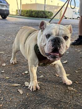 English Bulldog Dogs Available for Adoption in Margate, Florida - Paulo | PetCurious