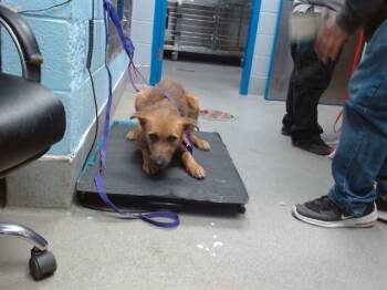 Rescue Airedale Terrier and Mixed Breed Dogs for Adoption in Albuquerque, New Mexico - ALPHA | PetCurious