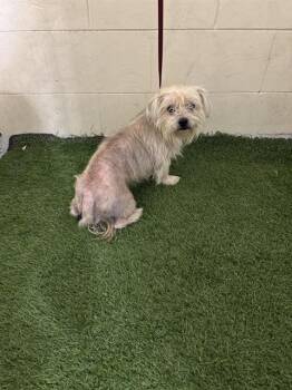 Shih Tzu and Mixed Breed Dogs Available for Adoption - COOPER | PetCurious
