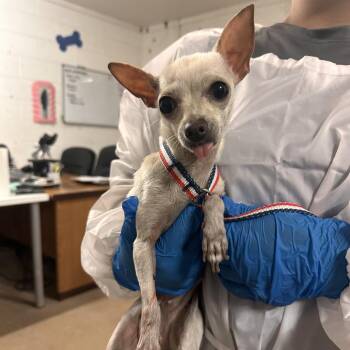 Katerina -  Chihuahua Dog for Adoption in Edinburg, Texas - Katerina | PetCurious
