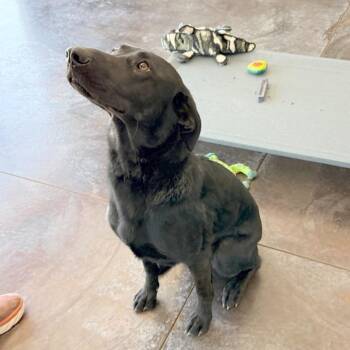 Abby -  Black Labrador Retriever Dog for Adoption in Rifle, Colorado - Abby | PetCurious