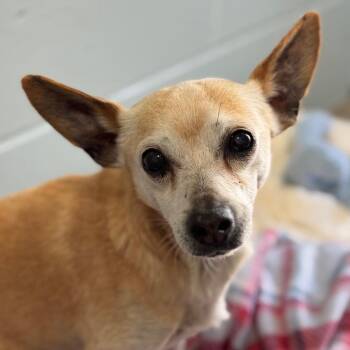 Chihuahua Dogs Available for Adoption in Goleta, California - Howie | PetCurious