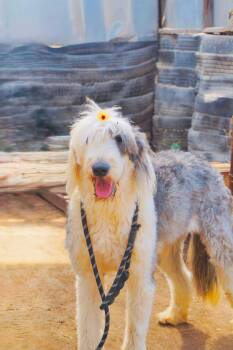 Yang -  Old English Sheepdog Dog for Adoption in San Diego, California - Yang | PetCurious