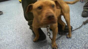 Pit Bull Terrier Dogs Available for Adoption in Charlotte, North Carolina - A1262634 | PetCurious