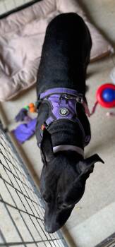 Rescue Pit Bull Terrier Dogs for Adoption in Matthews, North Carolina - Penny | PetCurious