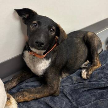 Agatha Christie -  German Shepherd Dog and Border Collie Dog for Adoption in Austin, Texas - Agatha Christie | PetCurious