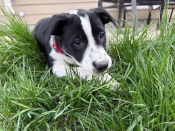 Labrador Retriever Dogs Available for Adoption in Colorado Springs, Colorado - Kaycee (Country Boy) | PetCurious
