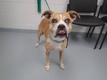 Rescue Boxer Dogs for Adoption in St. Cloud, Florida - ROSE | PetCurious