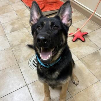Monte Cristo (mcas) -  German Shepherd Dog Dog for Adoption in Troutdale, Oregon - Monte Cristo (mcas) | PetCurious
