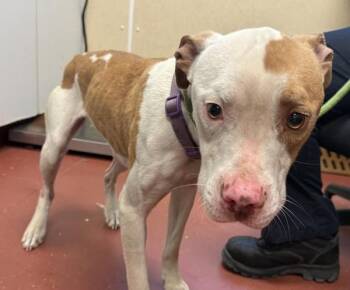 Pit Bull Terrier Dogs Available for Adoption in Salisbury, Maryland - Miracle | PetCurious