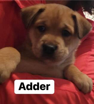 Labrador Retriever and Husky Dogs Available for Adoption - Adder | PetCurious