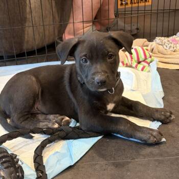 Flash -  Pit Bull Terrier Dog for Adoption in Columbia, Missouri - Flash | PetCurious
