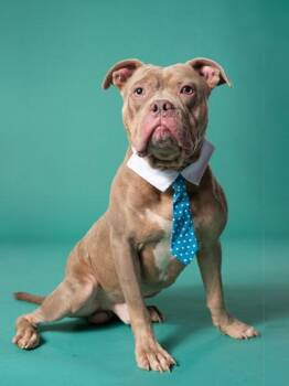 Ringo -  Pit Bull Terrier and Mixed Breed Dog for Adoption in Atlanta, Georgia - Ringo | PetCurious