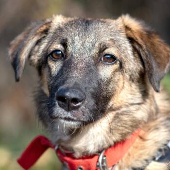 Mango -  Spaniel and Shepherd Dog for Adoption in Morristown, New Jersey - Mango | PetCurious
