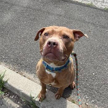 Banana -  Mixed Breed Dog for Adoption in Patchogue, New York - Banana | PetCurious
