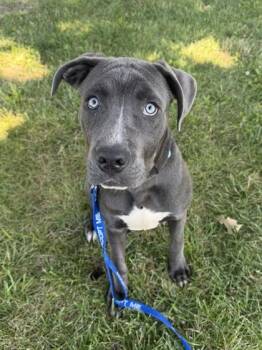 Sully -  Pit Bull Terrier and Mixed Breed Dog for Adoption in Kansas City, Missouri - Sully | PetCurious