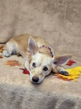 Dove -  Chihuahua and Mixed Breed Dog for Adoption - Dove | PetCurious