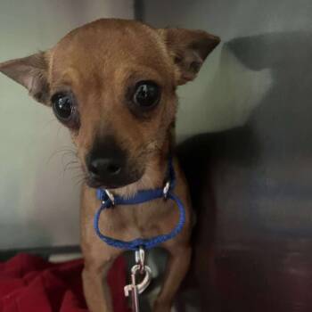 Rescue Mixed Breed Dogs for Adoption in Fredericksburg, Virginia - Seafa | PetCurious