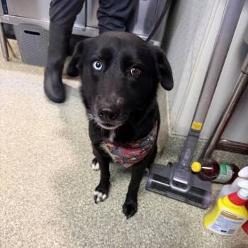 Pepper -  Husky and Mixed Breed Dog for Adoption in San Gabriel, California - Pepper | PetCurious