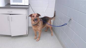 ROCCO -  German Shepherd Dog and Mixed Breed Dog for Adoption in Omaha, Nebraska - ROCCO | PetCurious