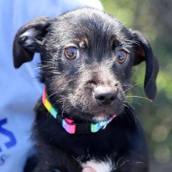 Peter (AO36693) -  Chihuahua Dog for Adoption in Kansas City, Kansas - Peter (AO36693) | PetCurious