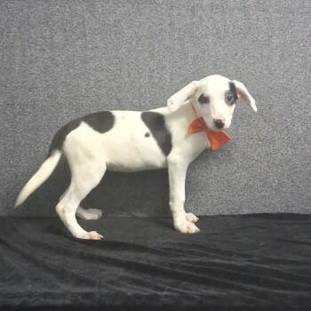 Marilyn -  Mixed Breed Dog for Adoption in Medfield, Massachusetts - Marilyn | PetCurious