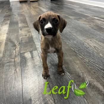 Leaf -  Mixed Breed Dog for Adoption in Merritt Island, Florida - Leaf | PetCurious
