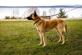 Rescue Belgian Shepherd Malinois and German Shepherd Dog Dogs for Adoption in Seattle, Washington - Kilo | PetCurious