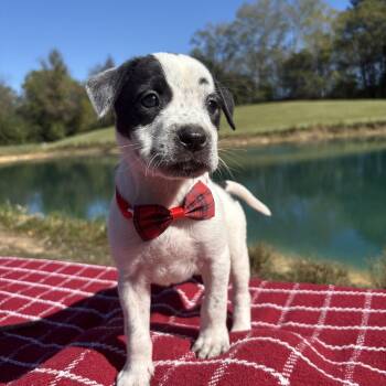 Billy Dale -  Pointer and Jack Russell Terrier Dog for Adoption in Pittsboro, North Carolina - Billy Dale | PetCurious