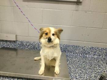 Terrier and Mixed Breed Dogs Available for Adoption in Thousand Palms, California - JACKSON | PetCurious