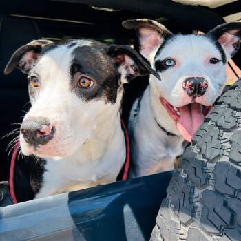 Blu & Hazel -  Pit Bull Terrier Dog for Adoption in Beverly Hills, California - Blu & Hazel | PetCurious