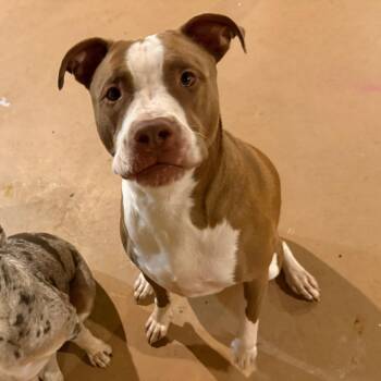 Pit Bull Terrier and Mixed Breed Dogs Available for Adoption in Madison, Wisconsin - Akira | PetCurious
