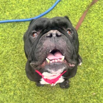 Jetpack -  Mixed Breed Dog for Adoption in Pittsburgh, Pennsylvania - Jetpack | PetCurious