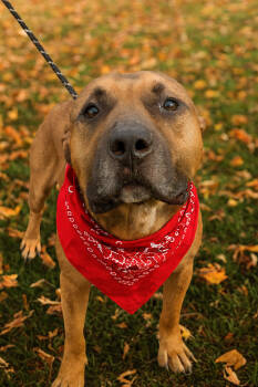 Rescue Pit Bull Terrier Dogs for Adoption in Dickson, Tennessee - Karson | PetCurious