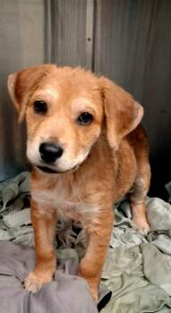 Shepherd Dogs Available for Adoption in Canyon Lake, Texas - Lil