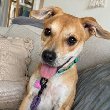 Magnolia -  Mixed Breed and None Dog for Adoption in Quincy, Florida - Magnolia | PetCurious