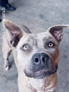 Rescue Pit Bull Terrier Dogs for Adoption in Cool, California - Penny Lane | PetCurious