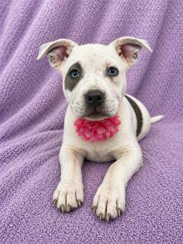 Bullmastiff and Pit Bull Terrier Dogs Available for Adoption in Lodi, California - Bailey | PetCurious