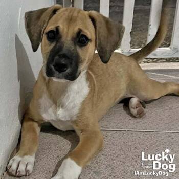 Labrador Retriever Dogs Available for Adoption in Washington, District Of Columbia - Dora | PetCurious