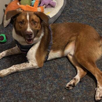 Eddie -  Australian Shepherd and Mixed Breed Dog for Adoption in Normal, Illinois - Eddie | PetCurious