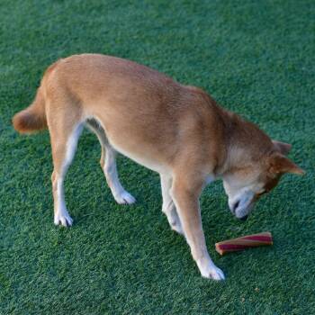 Shiba Inu Dogs Available for Adoption in Ottawa, Kansas - Belle | PetCurious