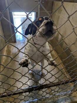 Rocco -  Australian Cattle Dog Blue Heeler Dog for Adoption in Hermiston, Oregon - Rocco | PetCurious
