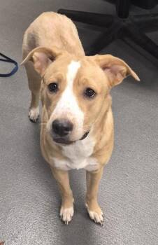 GOLDIE -  Labrador Retriever Dog for Adoption in Corpus Christi, Texas - GOLDIE | PetCurious